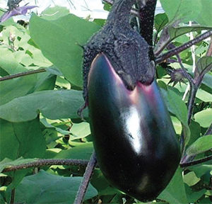 aubergines